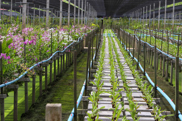 Orchid flowers blooming in orchid farm, The orchid farm is an agricultural industry in Thailand.