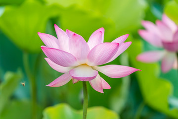 Obraz premium Lotus flower and Lotus flower plants