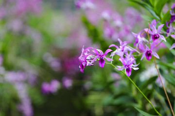 Orchid flowers blooming in orchid farm, The orchid farm is an agricultural industry in Thailand.