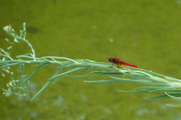 red dragonfly insect on plant branch