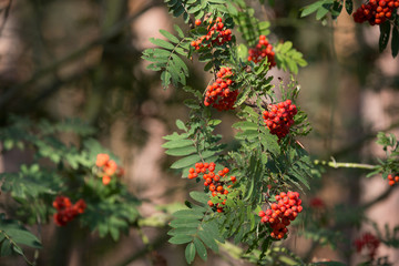 Eberesche / Vogelbeerbaum