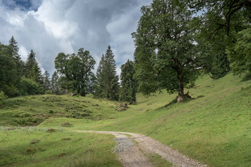 old maple leaf forest in the Allgaeu mountains near Oberstaufen, Nagelfluh chain