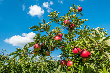 Reife Äpfel an Apfelbaum in einer Obstplantage