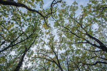 Vista contra picado del cielo. Silueta y  textura de arboles