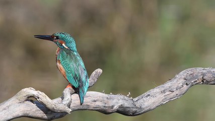 Eisvogel