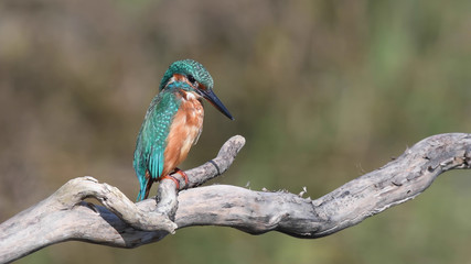 Eisvogel
