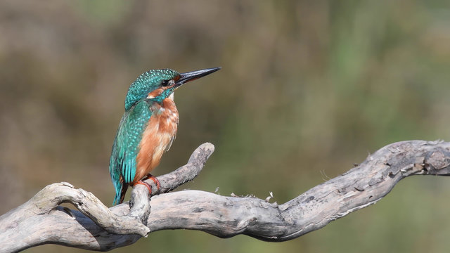 Eisvogel