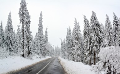 a road through the snow-covered trees