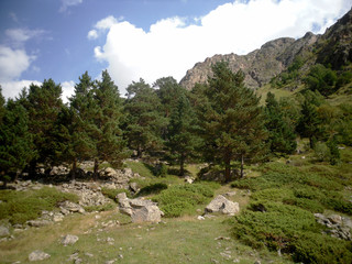 Fototapeta na wymiar Mountain landscape with grass, rocks and trees