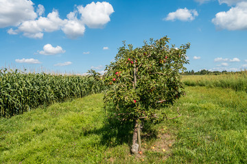 Reife Äpfel an Apfelbaum in einer Obstplantage