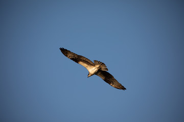 Obraz premium Ospreys nesting in cypress trees.