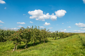 Reife Äpfel an Apfelbaum in einer Obstplantage