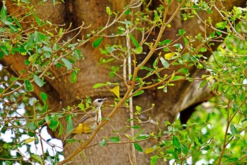 Yellow-vented Bulbul (Pycnonotus goiavier) on the tree.