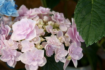 Japanese beautiful colorful hydrangea flowers