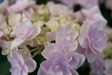 Japanese beautiful colorful hydrangea flowers