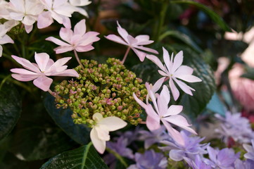 Japanese beautiful colorful hydrangea flowers