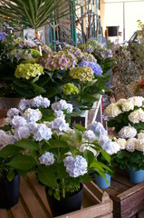 Japanese beautiful colorful hydrangea flowers