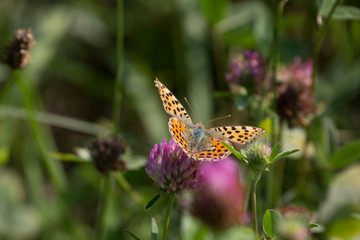 Kaisermantel / Edelfalter