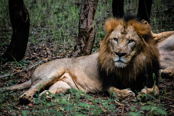 Fototapeta na wymiar The great asiatic lion 