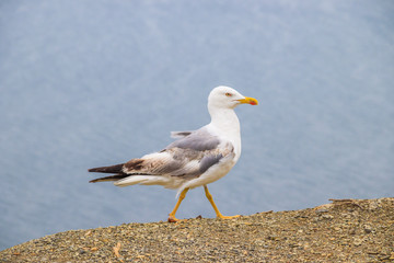 Seagull on a background of the sea. White sea bird. A bird on the background of the sea stands and looks.