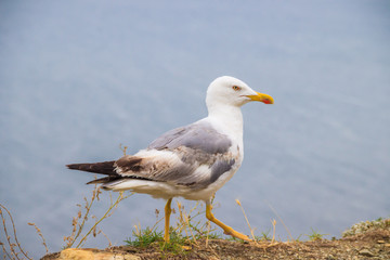 Seagull on a background of the sea. White sea bird. A bird on the background of the sea stands and looks.