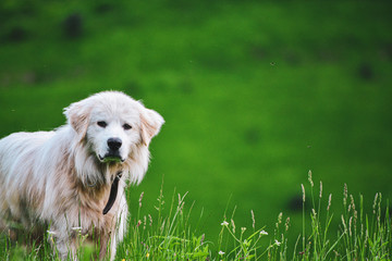 Fototapeta premium White dog portrait on a green spring meadow 