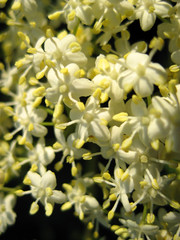 Holunderblüten Closeup