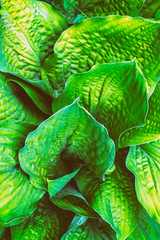 Beautiful leaves of Hosta green leaves natural floral background hosts