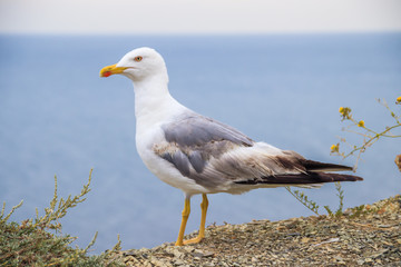 Seagull on a background of the sea. White sea bird. A bird on the background of the sea stands and looks.