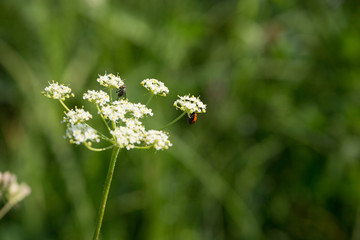 Marienkäfer / Coccinellidae