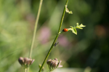 Marienkäfer / Coccinellidae