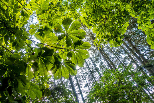 Bl&auml;tter von Kastanienbaum