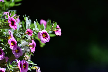 Fototapeta premium Summer flowers in bloom