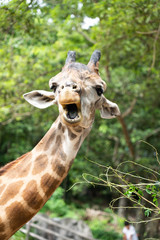 Giraffe in the zoo on green trees background.