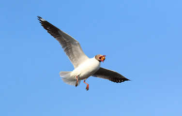 Seagull flying in blue sky, Freedom concept