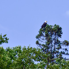 Bald Eagle in the Wild