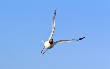 Seagull flying in blue sky, Freedom concept