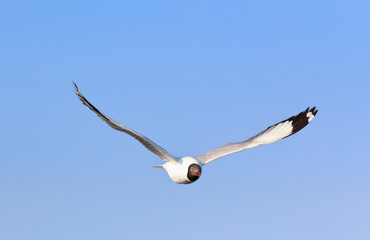 Seagull flying in blue sky, Freedom concept