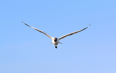 Seagull flying in blue sky, Freedom concept