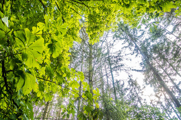 Blätter von Kastanienbaum