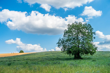 Fototapeta na wymiar Einzelner Baum im Feld