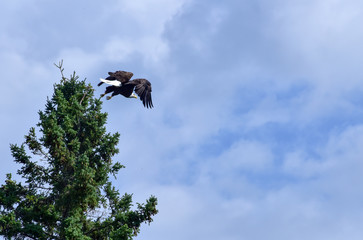 Bald Eagle in the Wild