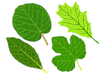 Green Leaves on white background illustration vector