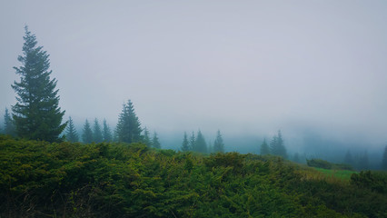 Obraz na płótnie Canvas Foggy morning in the Carpathian mountains with coniferous forest in the haze. Gloomy seasonal misty landscape.