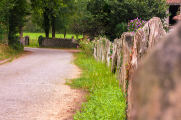 rural stone road with flowers and herbs on the sides and grove bottom