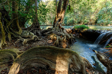 Tropical river bank © Stéphane Bidouze