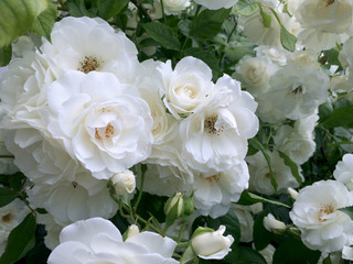 White rose flower in the garden