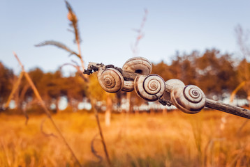 Lots of snail shells on a dry plant in the field near the forest. Countryside autumn scene, yellow hay meadow and many vineyard snails (Cernuella virgata).