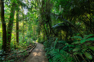 Path under a rainforest