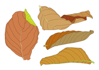 Colour brown dry leaf paint on white background illustration vector